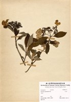 藏品(狹瓣八仙花)的圖片